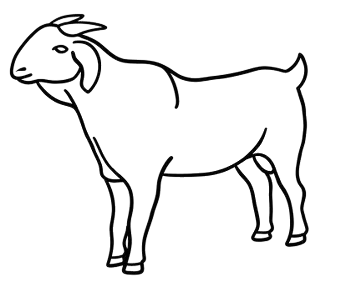 set-goats-different-position-isolated-white-background-lamb-collection-line-art-vector